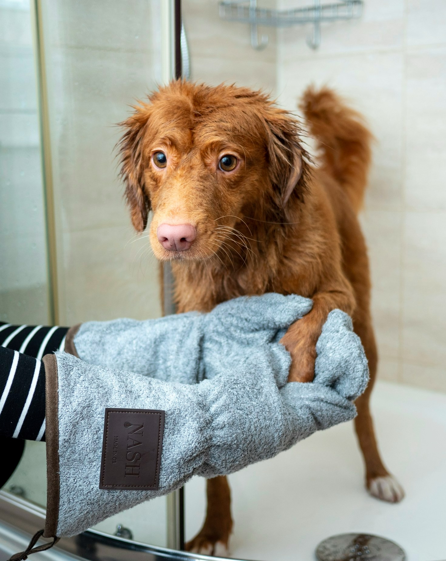 Preparing Your Pet for a Grooming Session