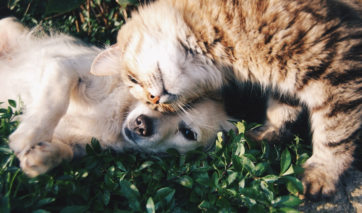 How Grooming Enhances Your Pet’s Hygiene